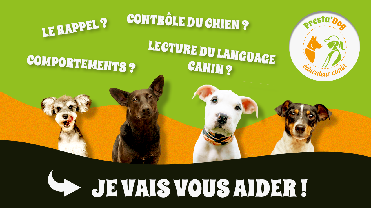 rappel-comportements-language-canin-controle-du-chien-prestadog